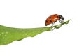 Ladybug on leaf Royalty Free Stock Photo