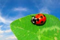 Ladybug on the leaf