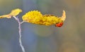 Ladybug on leaf Royalty Free Stock Photo