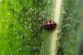 Ladybug on leaf blade in rainy session