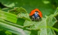 Ladybug on a leaf close-up macro Royalty Free Stock Photo