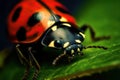 Ladybug on leaf close up photo