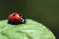 Ladybug on leaf Royalty Free Stock Photo