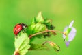 Ladybug on leaf of a wild flower, closeup Royalty Free Stock Photo