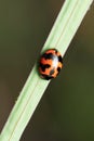 Ladybug on leaf, coccinella transversalis, Pune Royalty Free Stock Photo