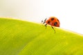 ladybug on leaf green background Royalty Free Stock Photo