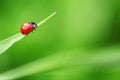 Ladybug on leaf and green background Royalty Free Stock Photo