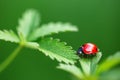 Ladybug on leaf and green background Royalty Free Stock Photo