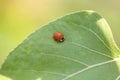 Ladybug leaf isolated spring summer background Royalty Free Stock Photo