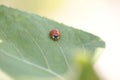 Ladybug leaf isolated spring summer background Royalty Free Stock Photo