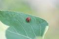 Ladybug leaf isolated spring summer background