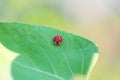 Ladybug leaf isolated spring summer background