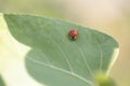 Ladybug leaf isolated spring summer background Royalty Free Stock Photo