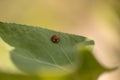 Ladybug leaf isolated spring summer background Royalty Free Stock Photo