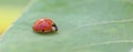 Ladybug leaf isolated spring summer background