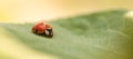 Ladybug leaf isolated spring summer background Royalty Free Stock Photo