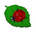 Ladybug on a leaf