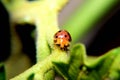The Ladybug and a leaf Royalty Free Stock Photo