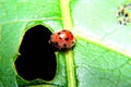 The Ladybug and a leaf Royalty Free Stock Photo