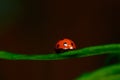The Ladybug and a leaf Royalty Free Stock Photo