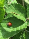 Ladybug leaf Royalty Free Stock Photo