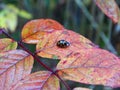 Ladybug on the leaf of rose hips in the fall