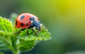 Ladybug on leaf in spring macro. Beautiful lady bug in the garden Royalty Free Stock Photo