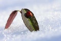 Ladybug on a leaf in a winter sunny day