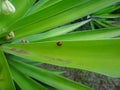 The ladybug on leaf of yucca plant Royalty Free Stock Photo