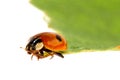 Ladybug on a leafle