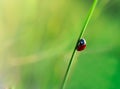 Ladybug in the leafs of corn Royalty Free Stock Photo