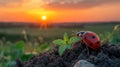 Ladybug on leafy plant at sunset in tranquil natural landscape Royalty Free Stock Photo