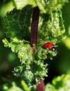Ladybug in leaves Royalty Free Stock Photo