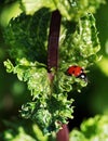 Ladybug in leaves Royalty Free Stock Photo