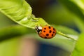 Ladybug found aphids and its larvae