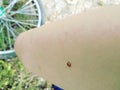 Ladybug on leg during riding bike. Insect on body. Coccinella septempunctata Royalty Free Stock Photo