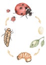 Ladybug Life Cycle Clipart, Watercolor insect Life Cycle Poster, beetle elements, life stages homeschool card, Learning game, Kids