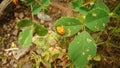 Stages of the ladybug life cycle | Pupa Royalty Free Stock Photo