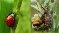 Stages of the ladybug life cycle Royalty Free Stock Photo