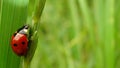 Stages of the ladybug life cycle | Adult Ladybug Royalty Free Stock Photo