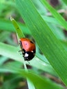 Ladybug on Green Grass