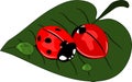 Ladybug love