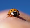 A ladybug in macro.