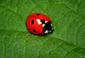 Ladybug Royalty Free Stock Photo