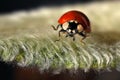 Ladybug macro - red ladybug on a leaf closeup - Fluffy furry leaf Royalty Free Stock Photo