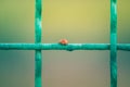 A ladybug on a metal grid.Ladybugs have invaded the south of Ukr