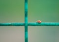 A ladybug on a metal grid. Ladybugs have invaded the south of Ukraine.Metal mesh and red bug with black spots