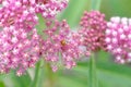Ladybug on Milkweed, Asclepias incarnata Royalty Free Stock Photo
