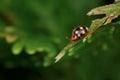 A ladybug-mimicking beetle