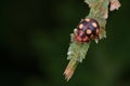 A ladybug-mimicking beetle